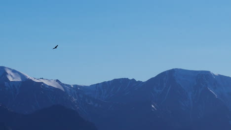 Wildlife-Scene-Of-Golden-Eagle-Bird-Gliding-Over-Sheep-Mountain-In-Kluane-National-Park,-Yukon-Canada