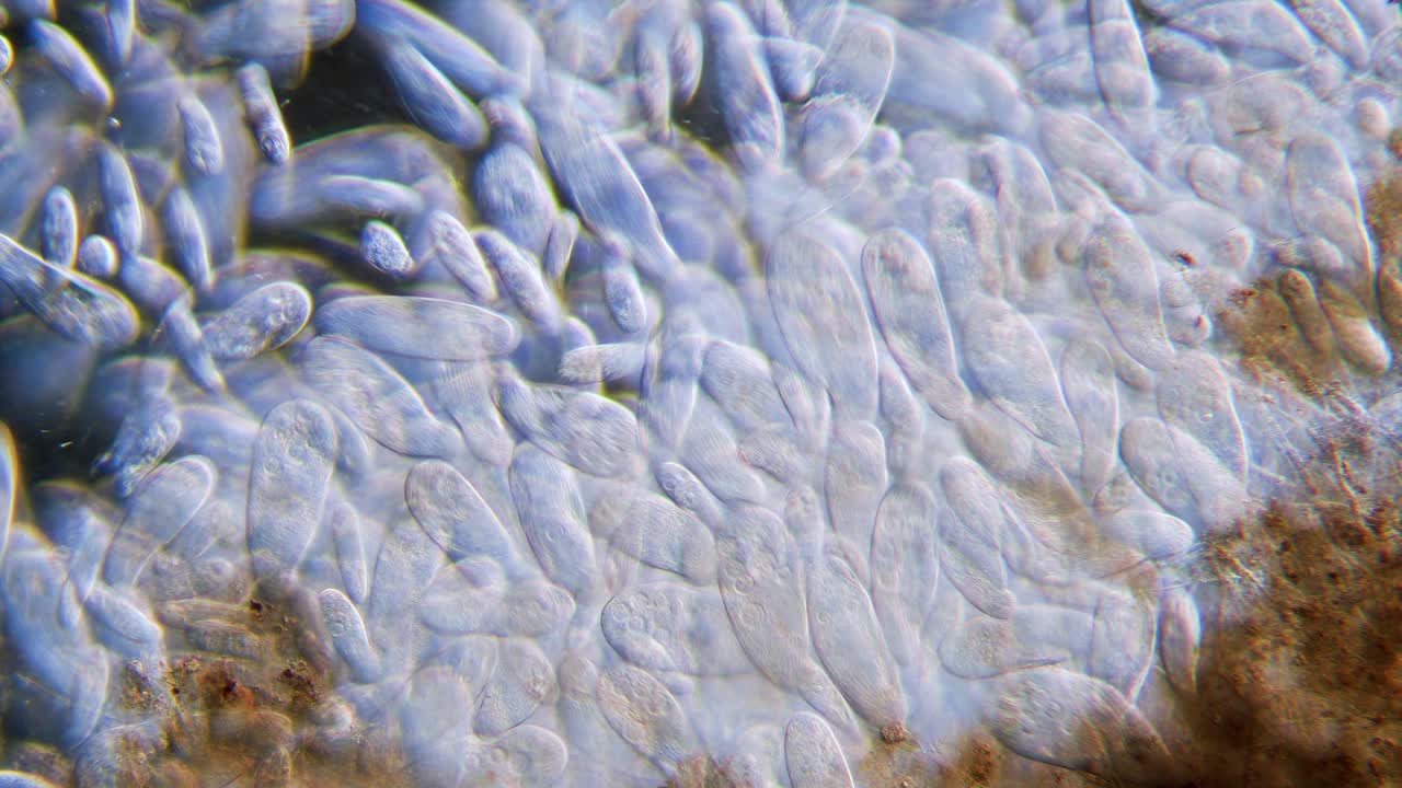 현미경으로 단세포 짚신 원생동물의 고밀도