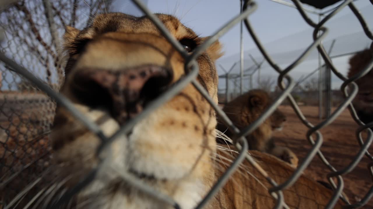 lioness sniffing camera through fence wildlife game reserve closeup