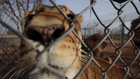 lioness-sniffing-camera-through-fence-wildlife-game-reserve-closeup