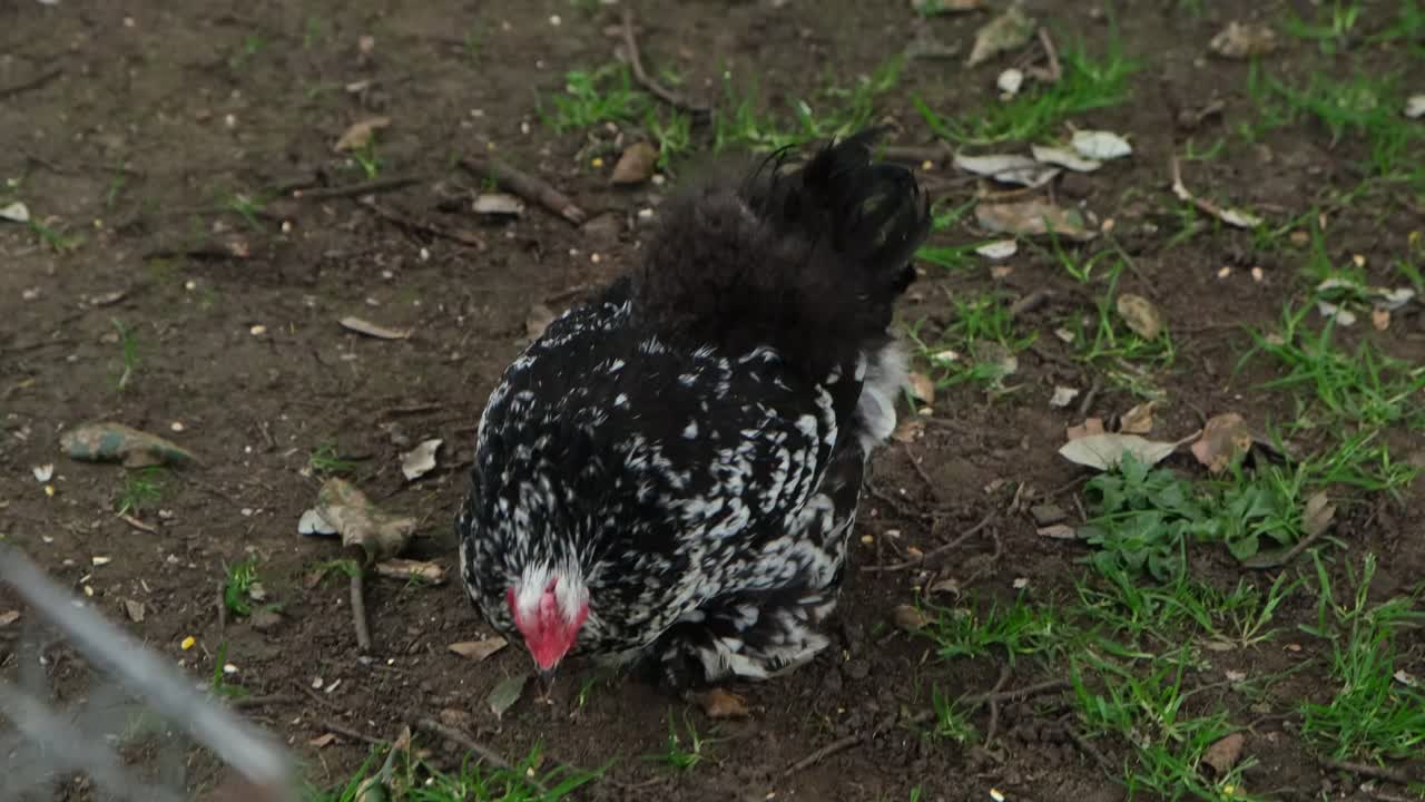 A black chicken hen roaming and feeding outside in a free range farm.