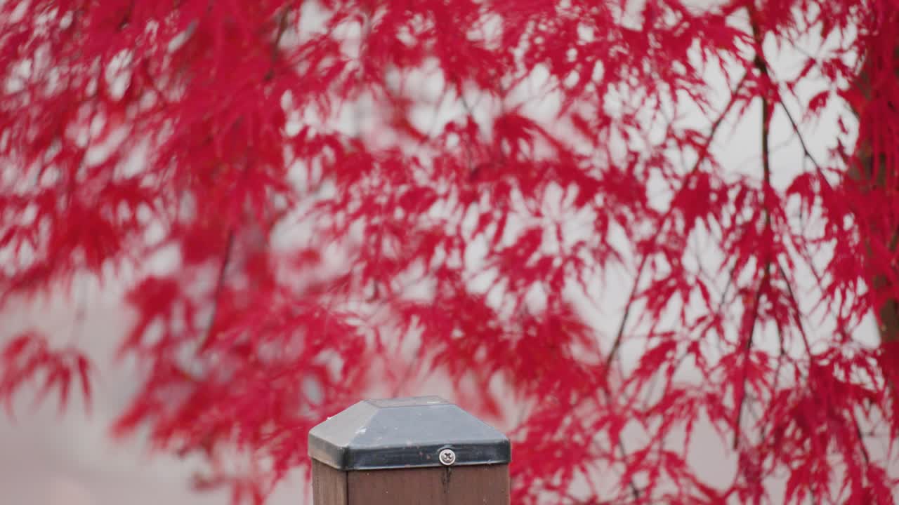 가을 공원의 극에 자리 잡고 있는 일본 가슴 또는 큰 가슴