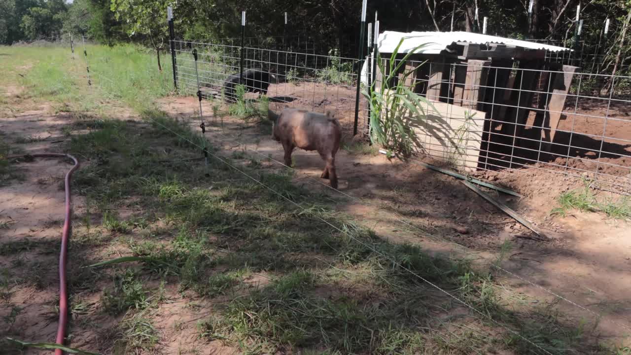 HD video of pastured pigs getting eating grass for the first time.