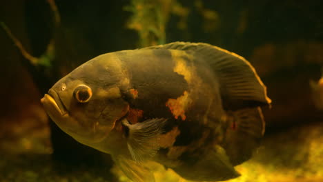 peces nadando en aguas sucias y turbias