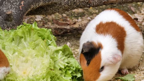 close up shot of guinea pig eating fresh salad outdoors in nature