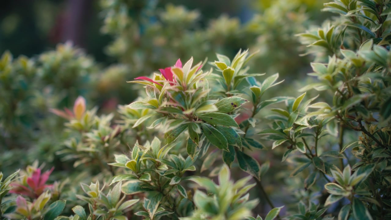 Arbustos de Pieris crescendo no jardim público