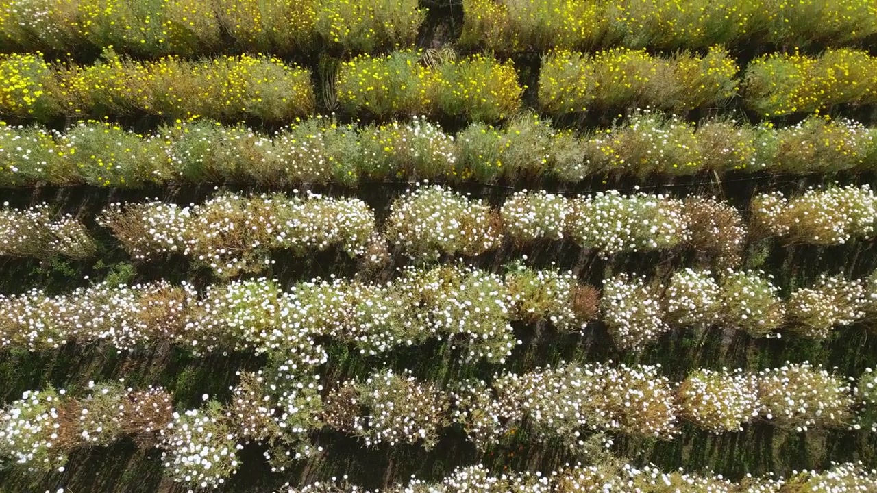 Top-down drone view flying above rows of yellow and white marigold flowering crops with blossoms growing in patterned agricultural fields in Nashik, Maharashtra, India.