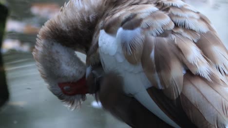 grooming muscovy duck with brown and white feather plumage, vibrant red beak and cheeks around the eyes with out of focus water of a pond in the background