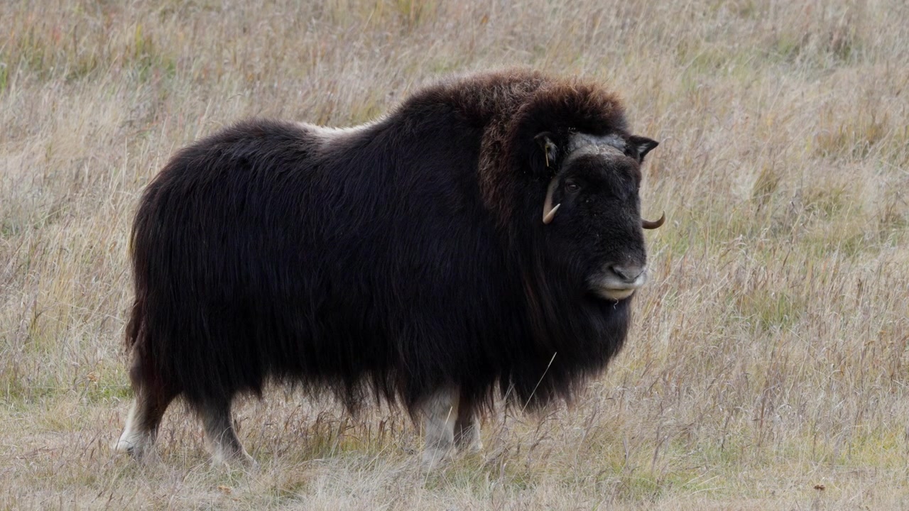 Enorme mammifero ungulato, un bue muschiato (Ovibos moschatus), in piedi su una prateria. Ripresa statica.