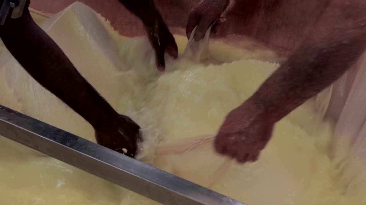 producción de queso parmesano, formando