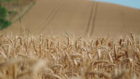 Wheat-field-with-ears-of-wheat