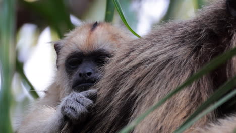 black howler monkey baby on mother's back close-up in rainforest daylight orig.8k