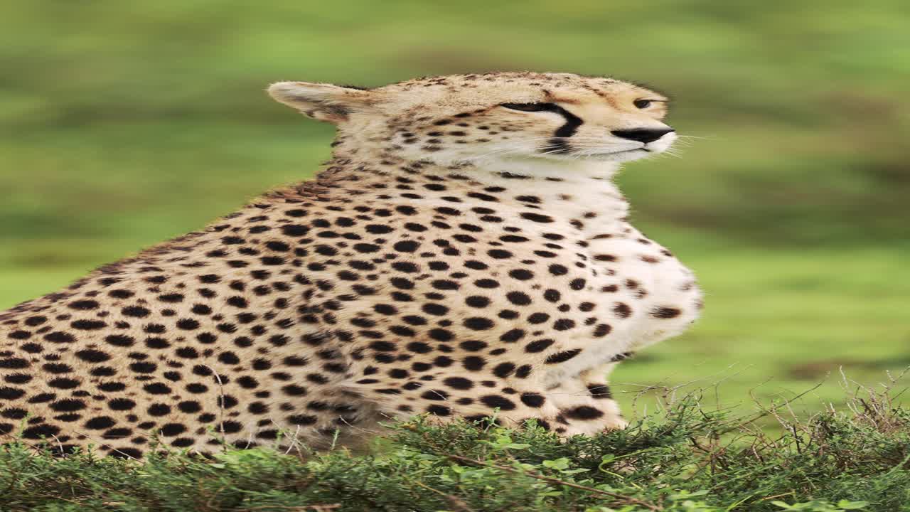 cheetah en animales africanos safari, retrato en primer plano de los cheetah en áfrica, video vertical de la naturaleza de la vida silvestre para las redes sociales, instagram reels y tiktok en tanzania en el parque nacional del serengeti
