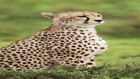 cheetah on african animals safari, close up portrait of cheetahs in africa, vertical wildlife nature video for social media, instagram reels and tiktok in tanzania in serengeti national park