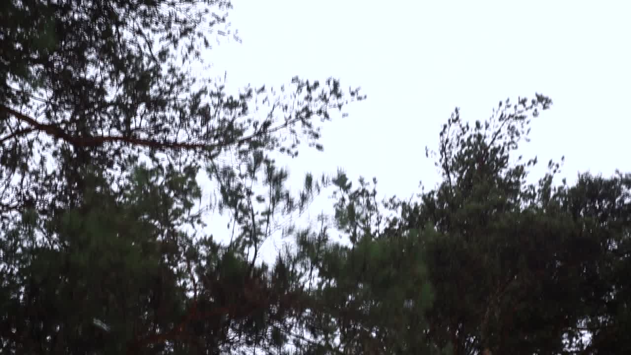 вершины сосновых деревьев