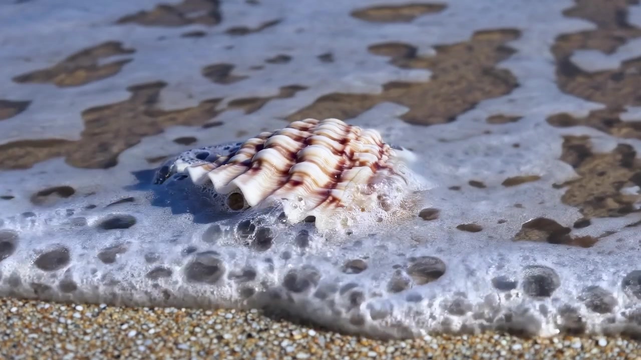 Ocean Waves Gently Wash Over a Seashell on a Sandy Beach