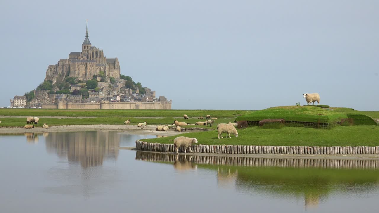 노르망디 프랑스 배경 2에 있는 몽생 미셸 수도원이 있는 양과 농장 풀밭