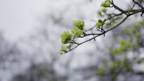 spring time in hyde park london with freen young leafs