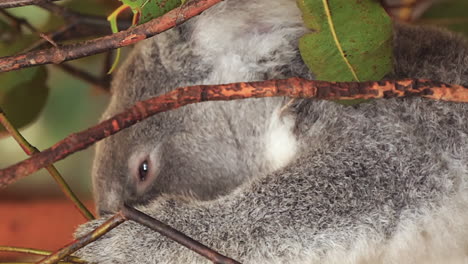 Koala-eating-eucalyptus-tree-leaves---isolated-close-up