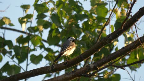 Medium-shot-of-white-wagtail-sitting-on-a-tree-branch-a-sunny-day-in-Finland-4k