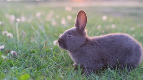 a beautiful black rabbit sits on the green grass on a bright summer day among scattered dandelions