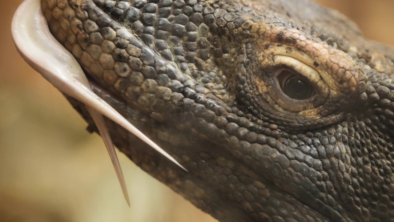 Komodovaran, der rækker tunge