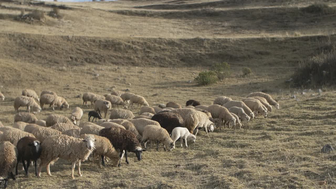 Herd of Sheeps in Peru walking.
