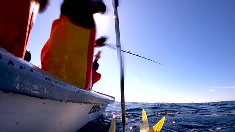 fisherman gaff yellowfin tuna in open ocean waters on a sunny clear day