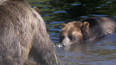 furry coated grizzly bears in the lake