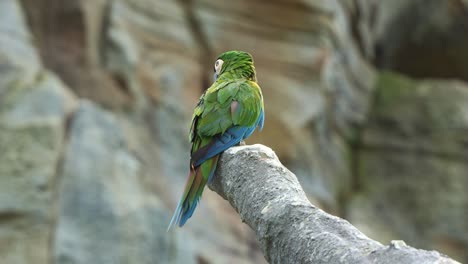 mini guacamayo con frente de castaño, guacamayo severo posado en una rama de árbol cortada con plumas peludas, gira lentamente la cabeza y se pregunta por los alrededores, disparo de cerca
