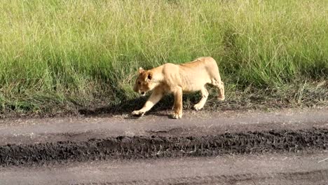 la cámara rastrea a un león joven que camina por el camino embarrado para unirse a la manada en la sabana