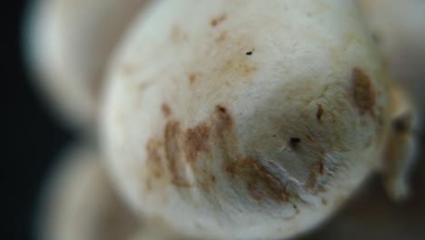 Macro-video-of-a-pile-of-mushrooms,-RAW-champignons,-WHITE-CAPS,-on-a-rotating-stand,-smooth-movement,-slow-motion-120-fps