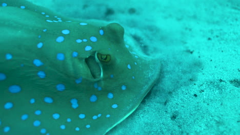 bluespotted stingray in the red sea beside the coral reef