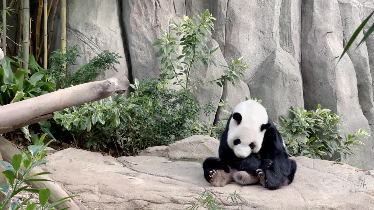 panda gigante peludo, ailuropoda melanoleuca, despertado después de una siesta en una posición sentada, bostezando y sacando la lengua en el zoológico de singapur, reserva de vida silvestre de mandai, sudeste de asia