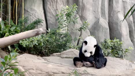 furry giant panda, ailuropoda melanoleuca, woken up after a nap in a sitting position, yawning, and sticking its tongue out at singapore zoo, mandai wildlife reserve, southeast asia