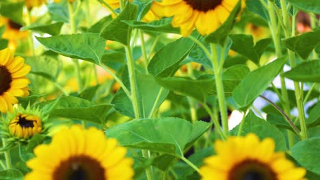 beautiful sunflower field