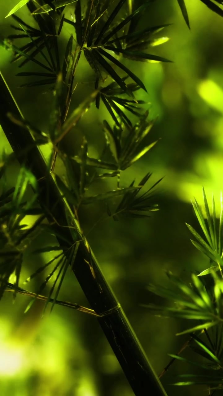 Una foresta di bambù scintilla sotto una luce soffusa, creando un'atmosfera rilassante.