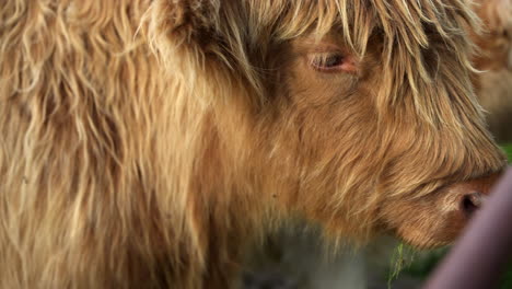 A-beautiful-shot-of-a-brown-highland-cow-in-close-up-in-a-background-of-blue-sky