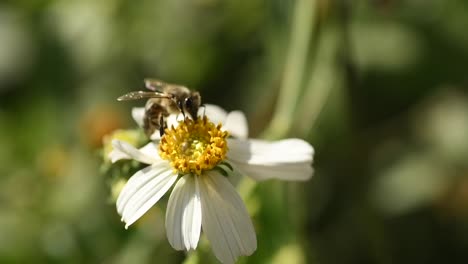 Bee-pollinating-on-white-flowers