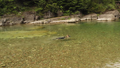 dog walking and swimming in shallow water at a forest side lake, tracking shot