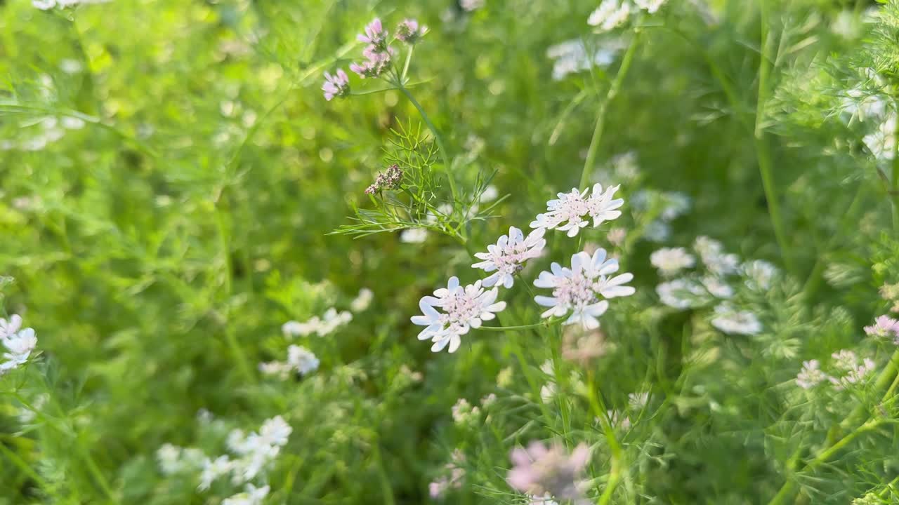 Coriander flower in a garden
