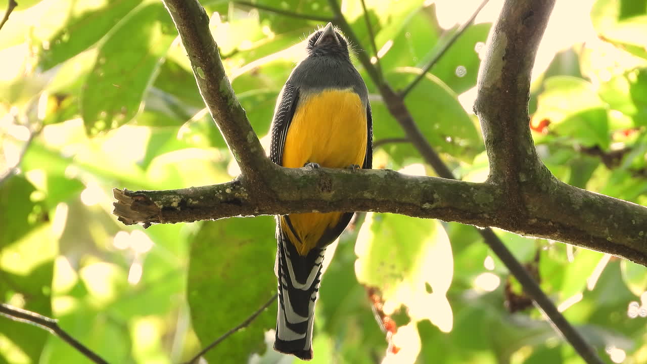 캐노피의 나뭇가지에 앉아 있는 흰꼬리 트로곤