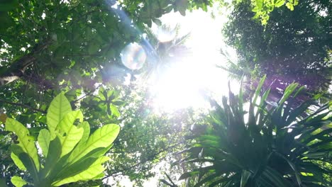 finding paradise in jungle rainforest wilderness with stunning sunlight on remote tropical island in bougainville, papua new guinea