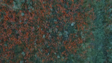 aerial views of a blossom field