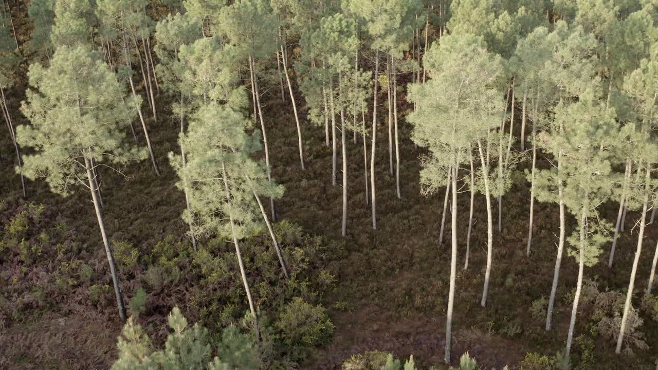 Aerial view of diverse pine tree forest canopy in Castets, France. Landes woodland texture, nature background, rich ecosystem view