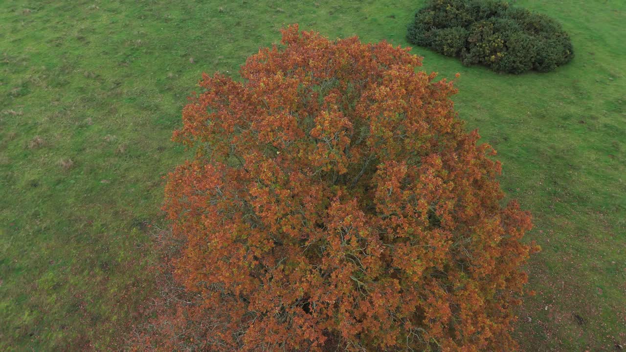 Albero d'autunno in un campo
