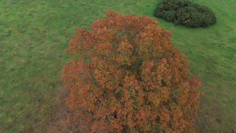 autumn tree in a field