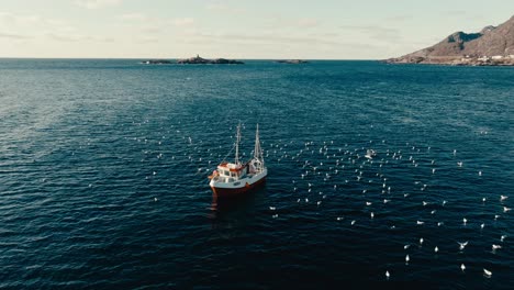 seabirds in the water around the fishing boat in reine, nordland, norway. - aerial shot