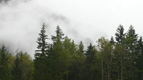 Rainy-day-in-Alpine-valley-with-low-clouds,-Logarska-dolina,-Slovenia,-clouds-and-fog-slowly-moving-behind-trees,-unpredictable-mountain-weather,-danger-for-hikers-and-climbers,-time-lapse,-4k