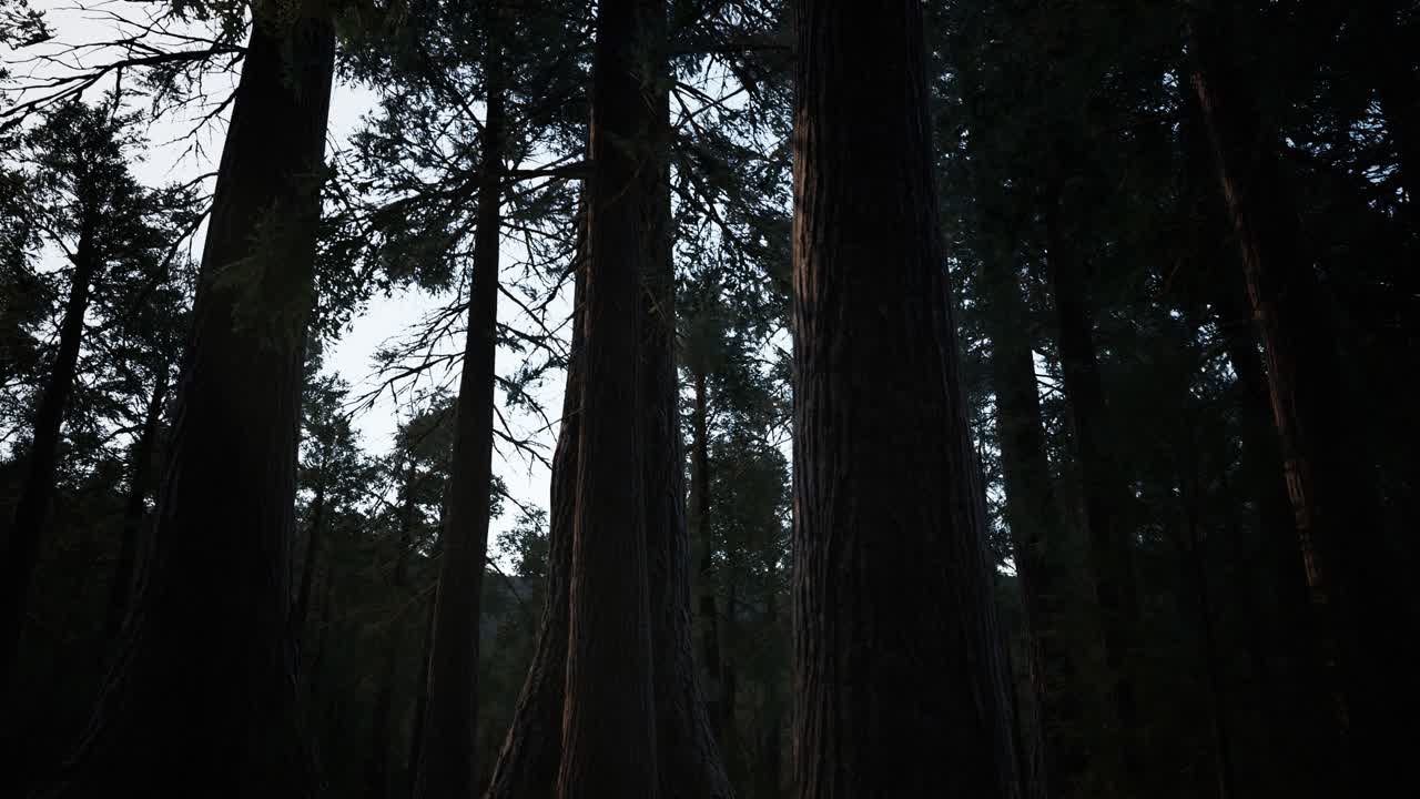 Sequoie giganti in estate nel Parco Nazionale di Sequoia, California